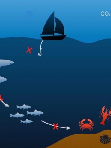 acidification des océans famine