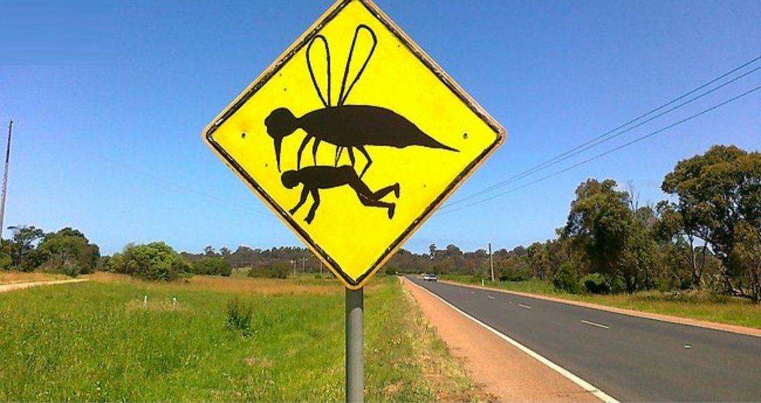parasites réchauffement